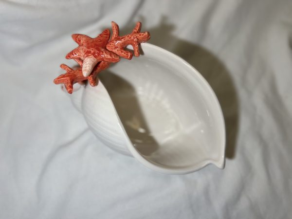 Muschelschale Koralle