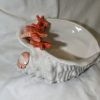 Muschelschale Koralle