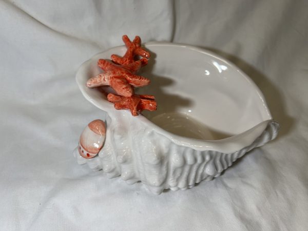 Muschelschale Koralle