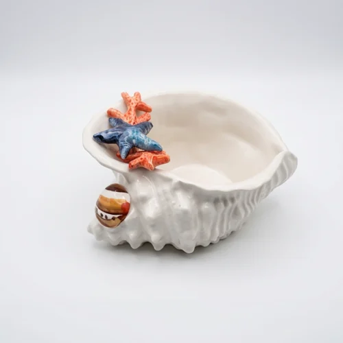 Muschelschale Koralle